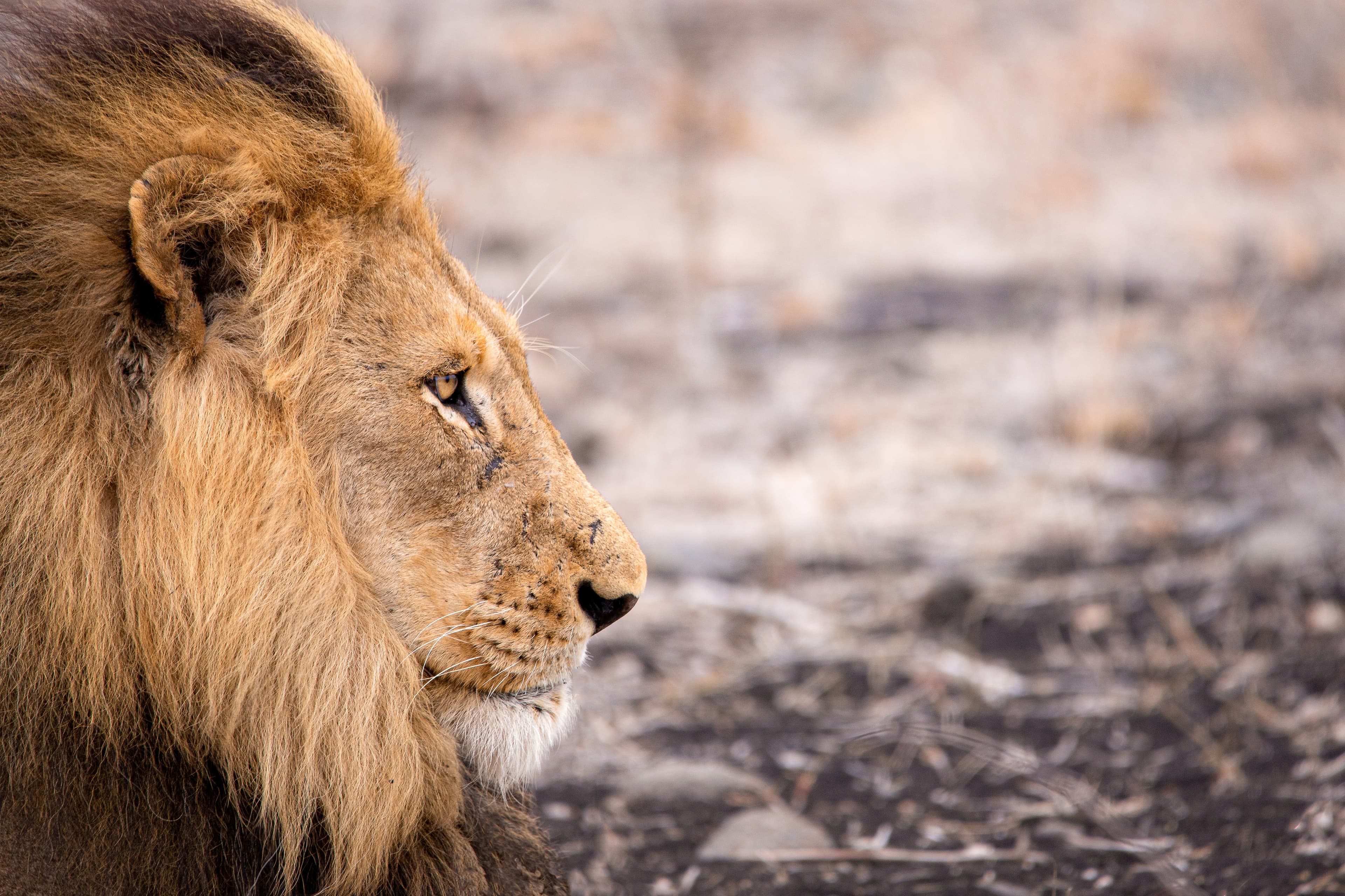 Untamed encounters