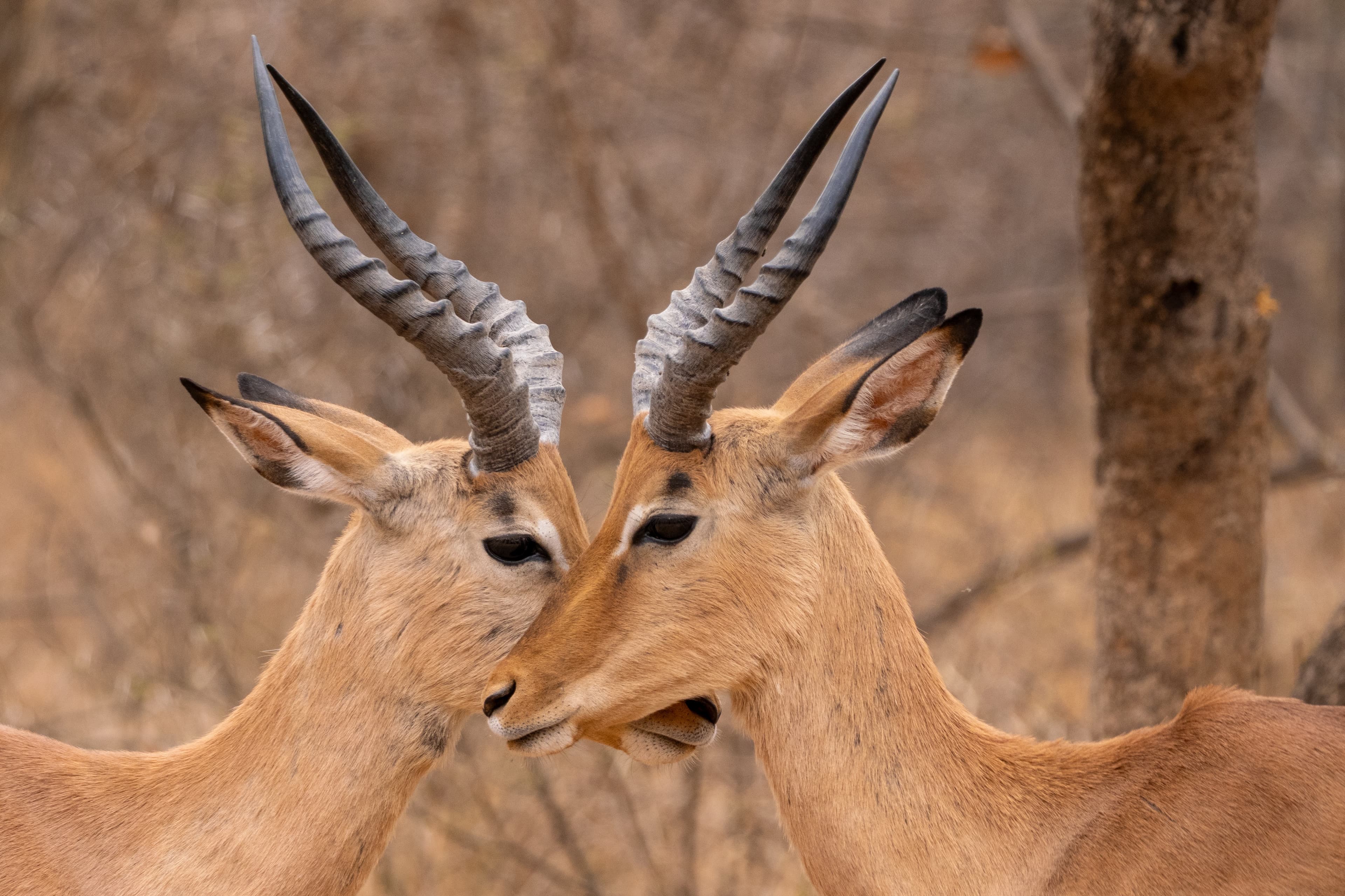 Wildlife crossing the Samburu plains